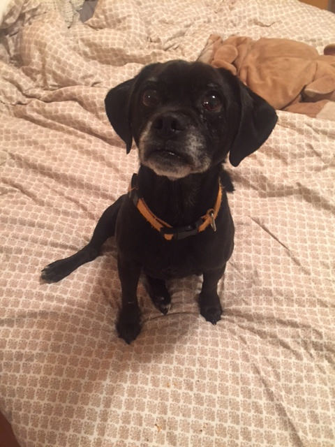 puggle