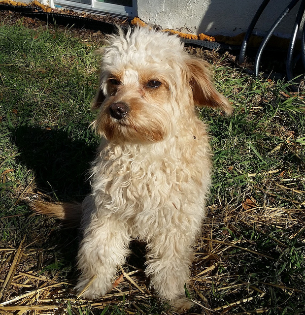pup
