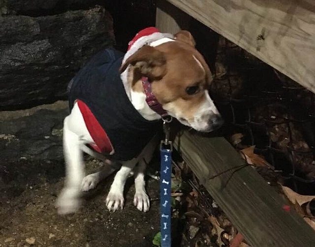 pup