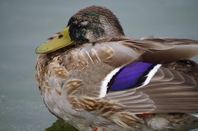 sitting-duck