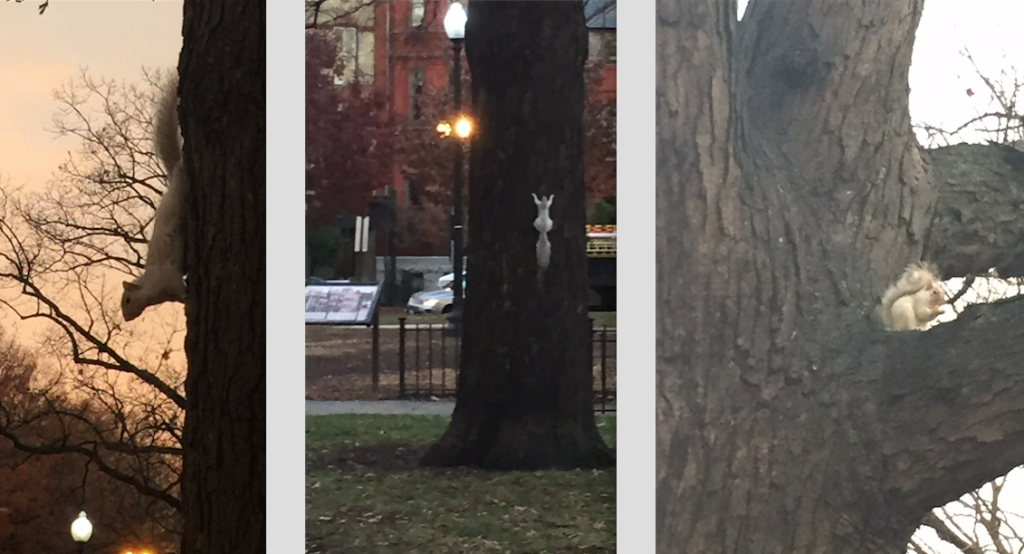 white-squirrel