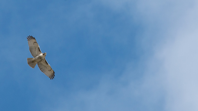 31700560174_437f60f9a0_z