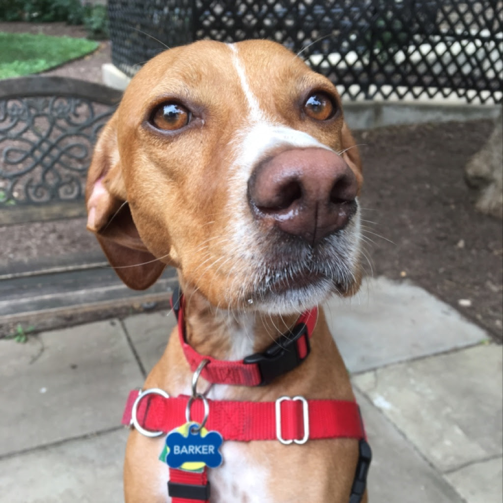 barker