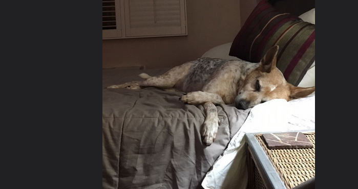 dog
