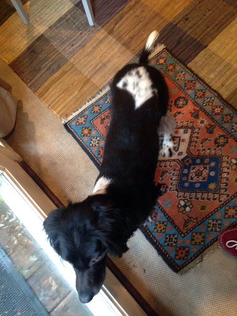 map dog