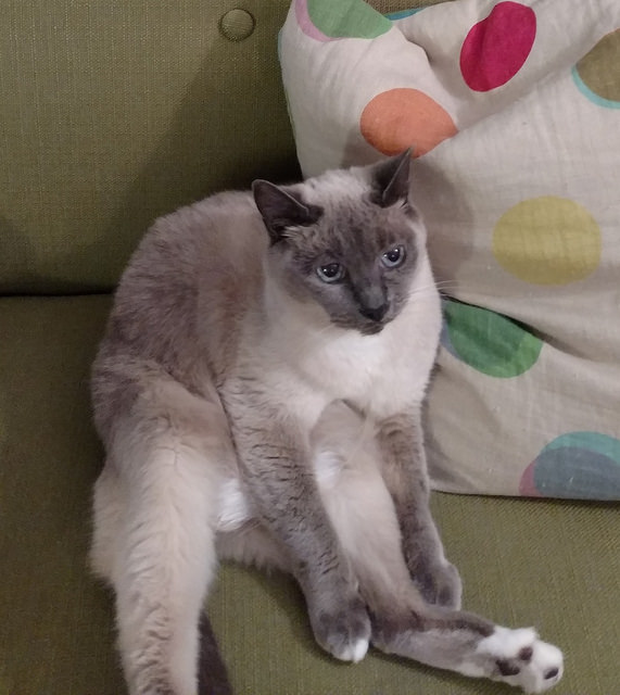 31813919134_0046e226a1_z