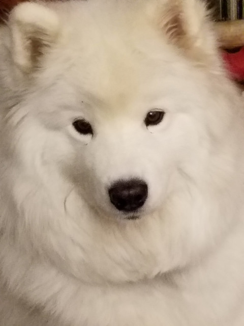 31934927053_de3c7b3742_z