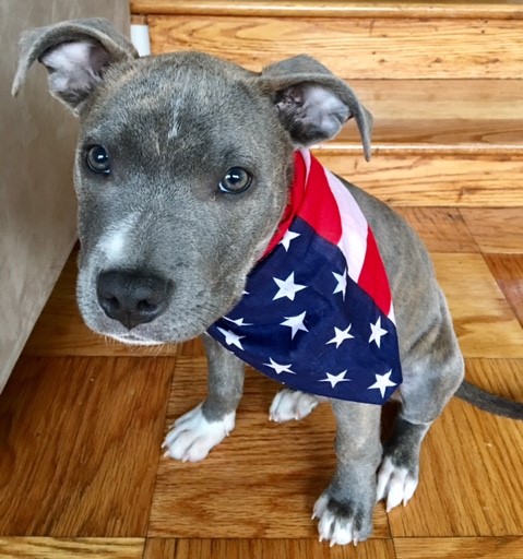 Zeke Election Day