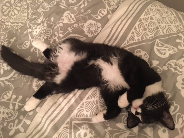 cat