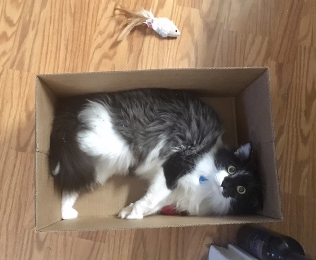 cat