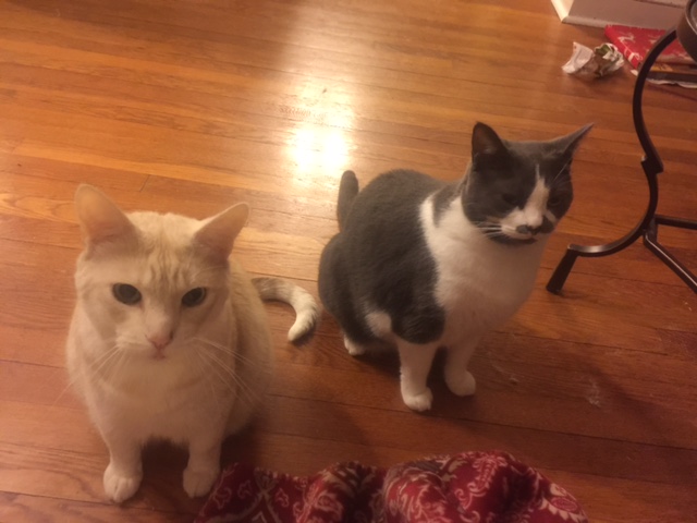 cats
