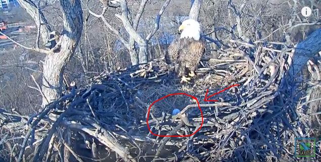eagle egg