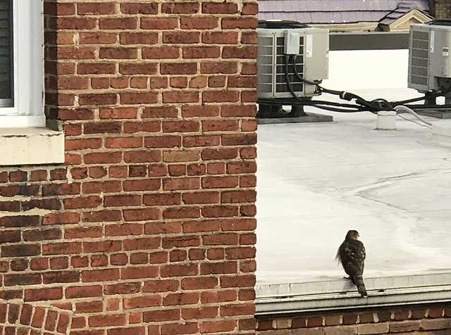 hawk
