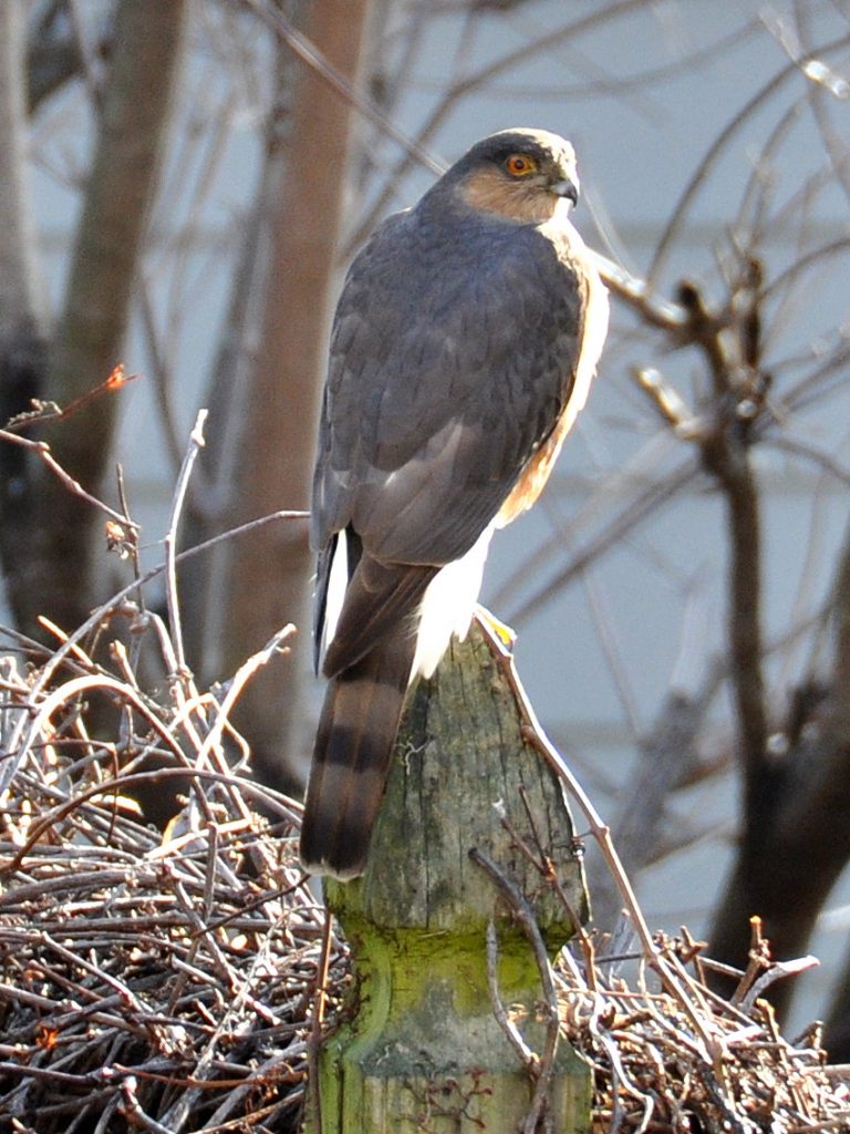 hawk brookland popville