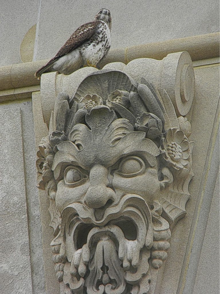 RedTail_on_Gargoyle