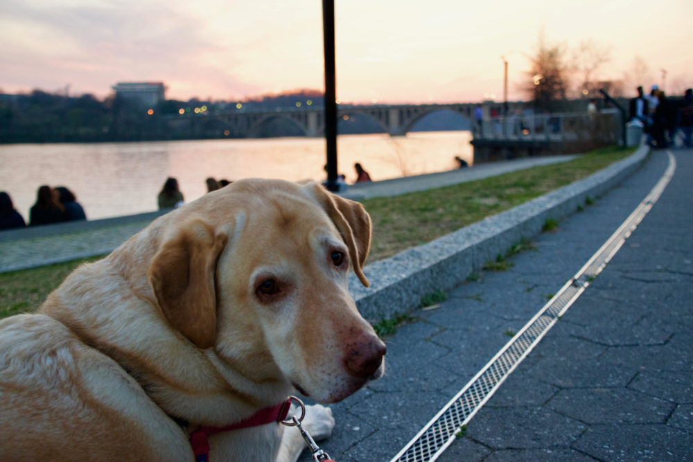 dog