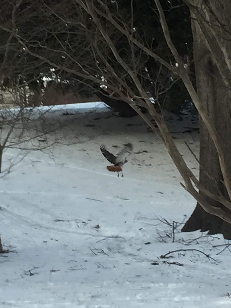 hawk