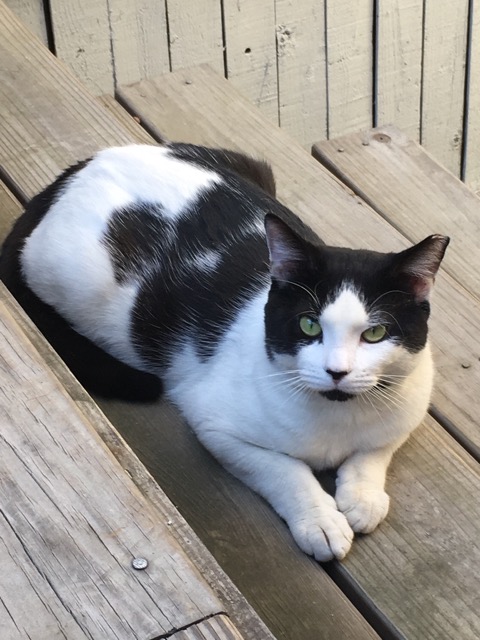 oreo