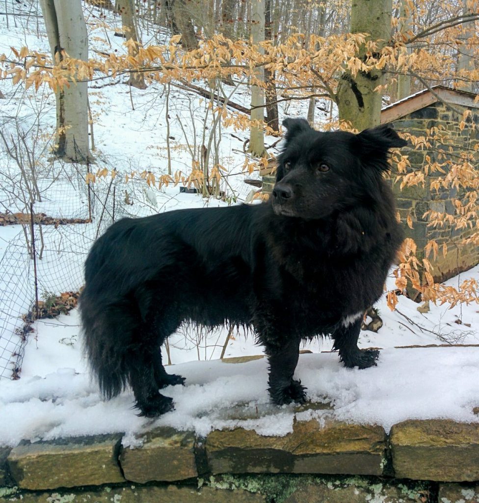 otto