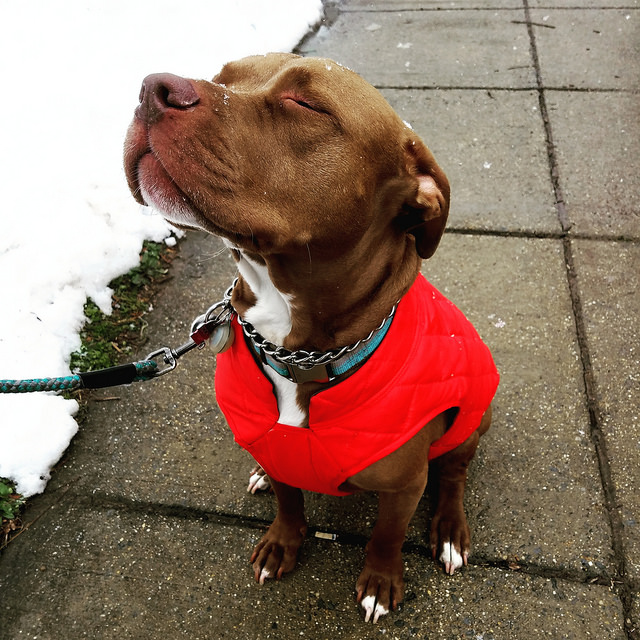snow dog