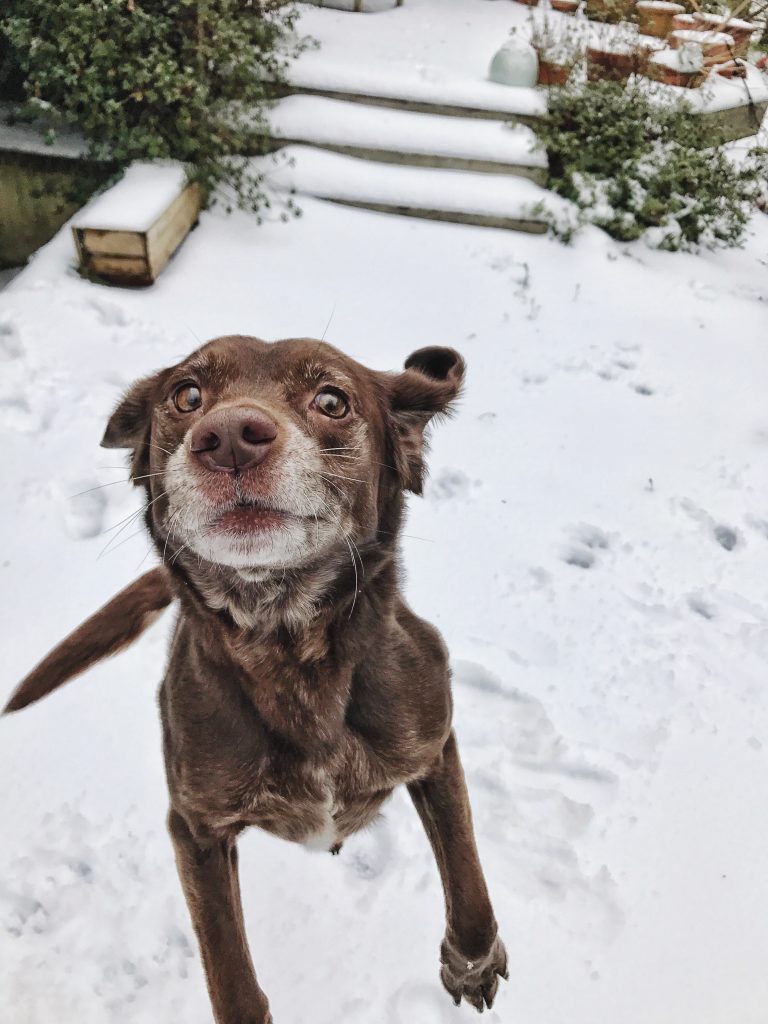 snow dog