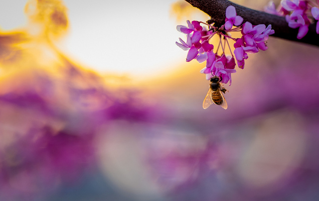 33846267175_68890c597e_z