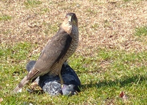 Falcon killing a pigeon. Dupont Circle, DC. Feb 2, 2016