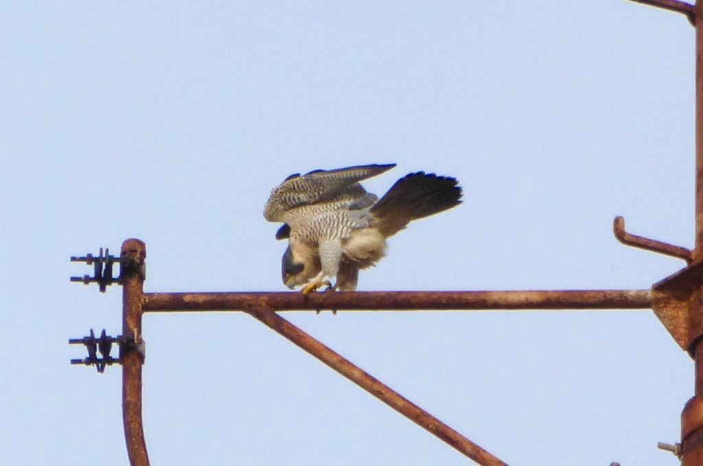 Falcon February