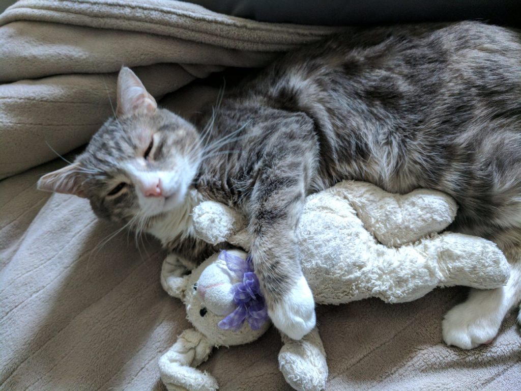 cat nap