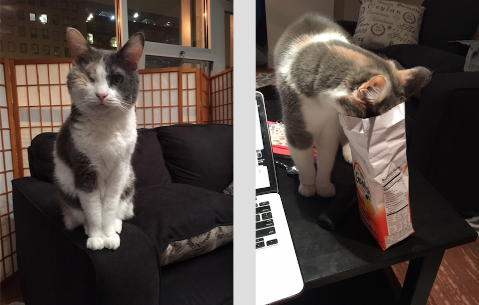 cat