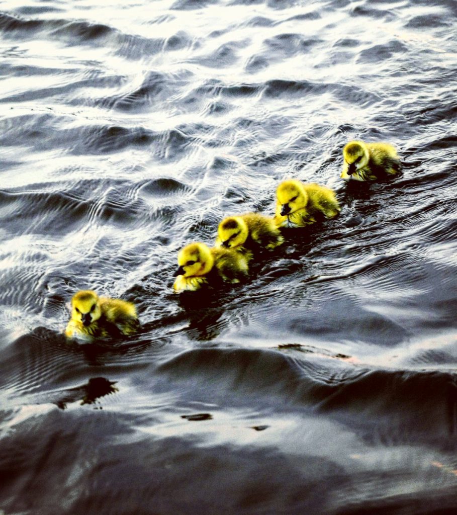 ducklngs