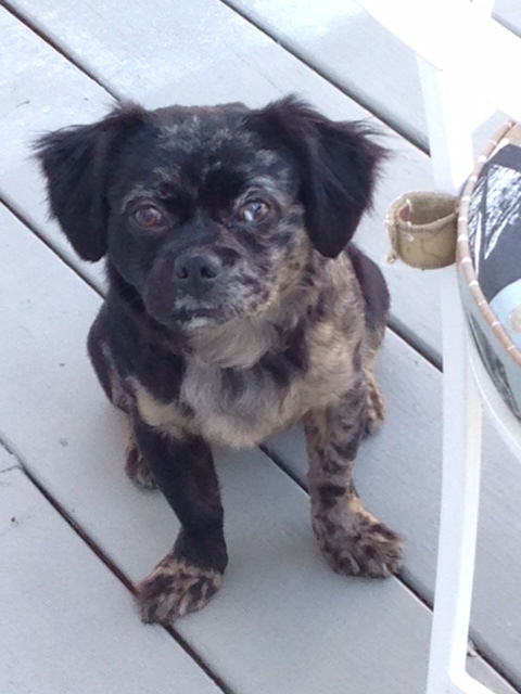 found dog