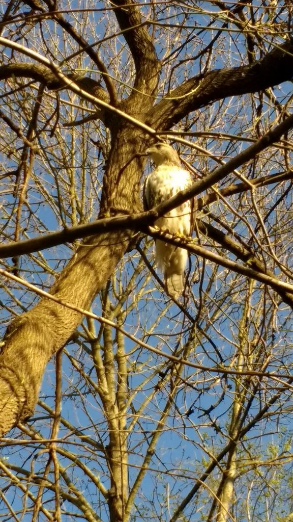 hawk