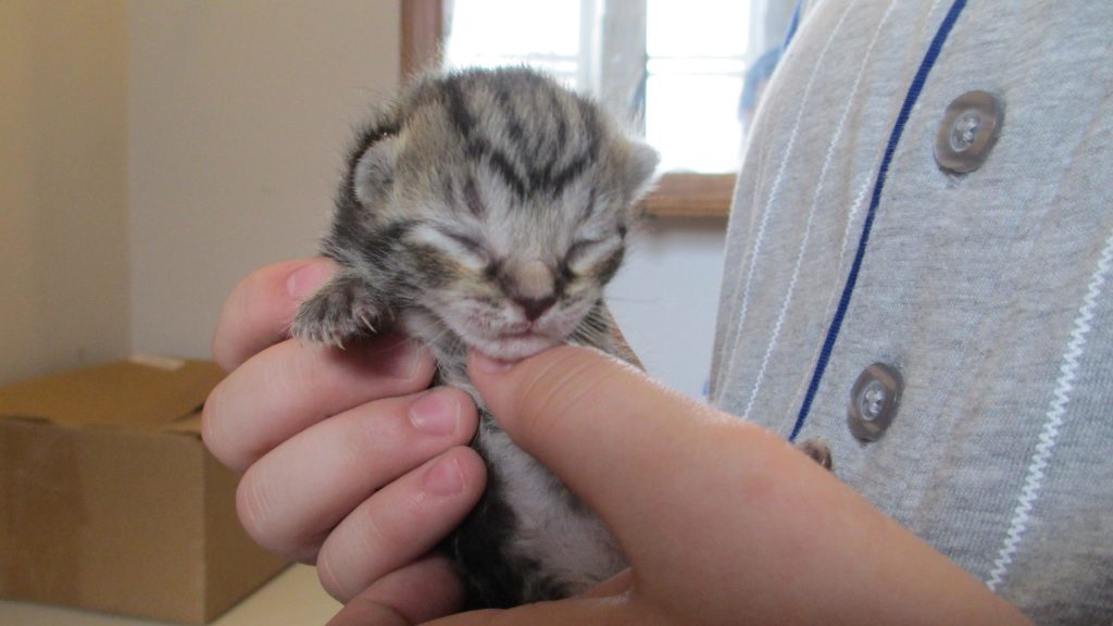kitten