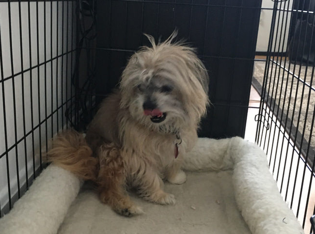 found dog