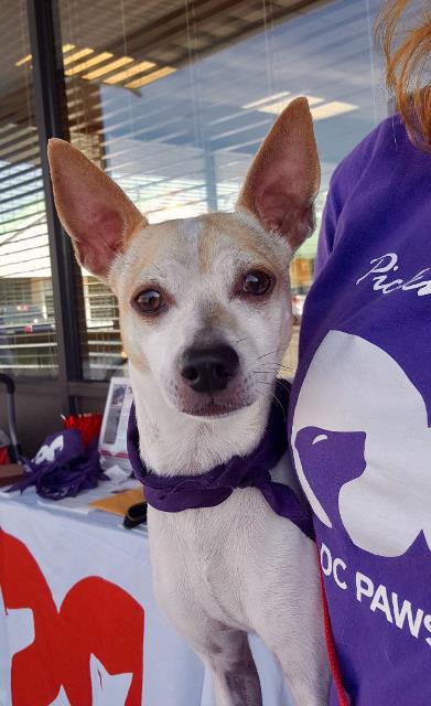 Adoptville Chestnut 10.6.17