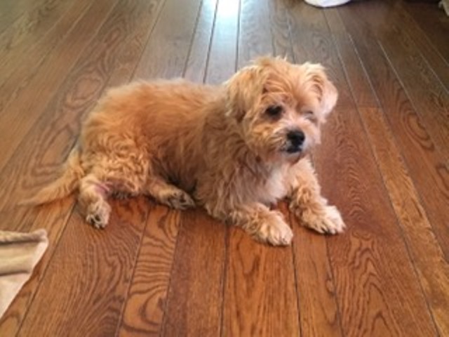 Adoptville Ginger 10.6.17