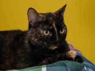 Adoptville Quinn 10.6.17
