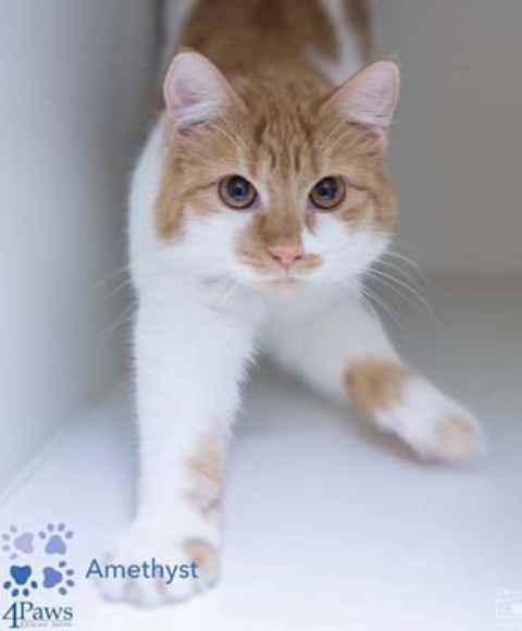 Adoptville Amethyst 11.3.17