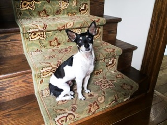 Adoptville Jill 11.3.17