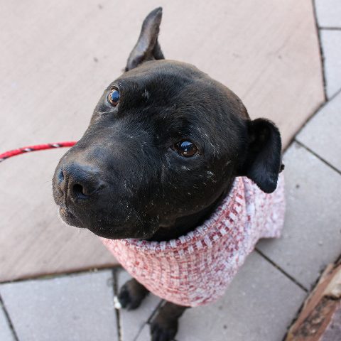 Adoptville Bradley 1.12.18