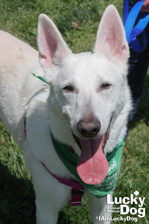 Adoptville Brody 1.26.18