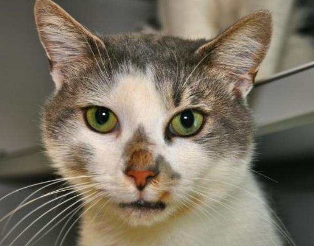 Adoptville Buster 1.12.18