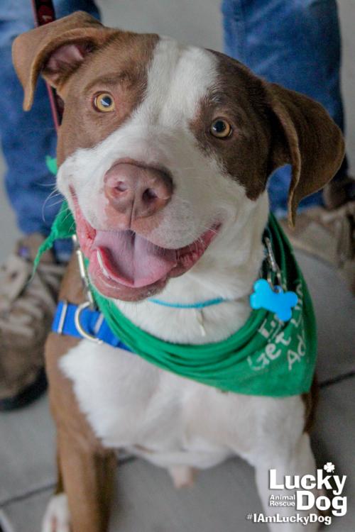 Adoptville Teddy 1.26.18