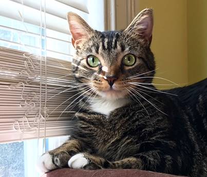 cat