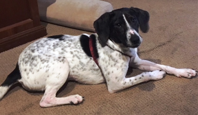 Adoptville CorrineB3.9.18