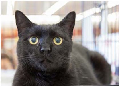 Adoptville Manfred 3.9.18
