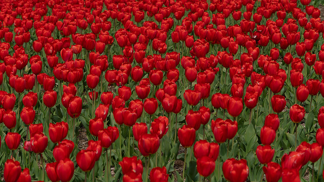dc_neighborhood_news