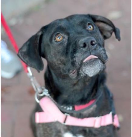 Adoptville Pepper 6.1.18
