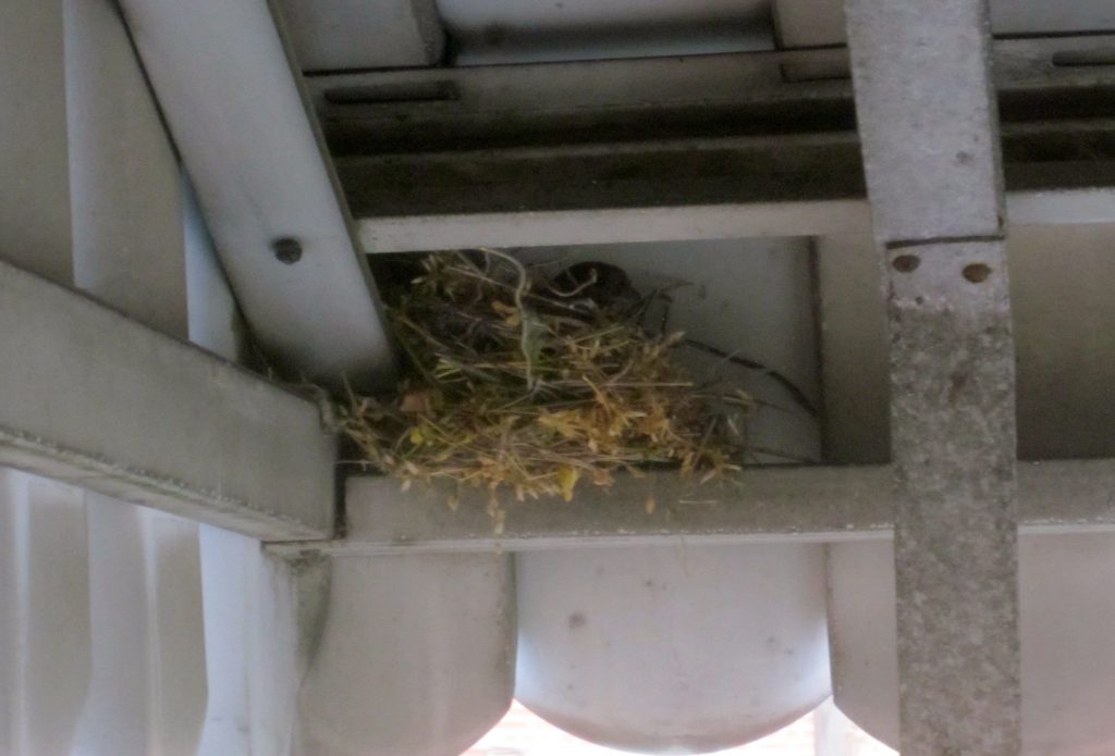 birdnest